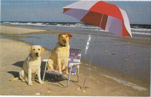 Two dogs on the beach with an umbrella and a deck chair.