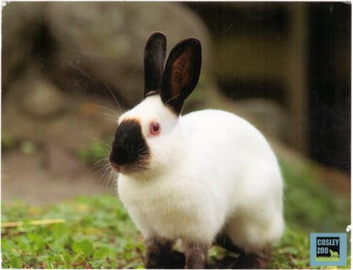 Rabbit in the garden. Rabbit in the garden. Rabbit in the garden.