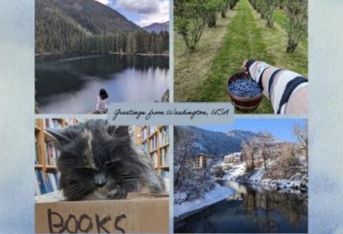 Photo collage of a cat in a box on the background of a lake and mountains