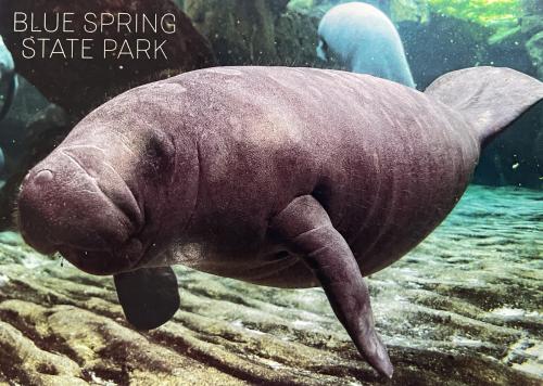 Big walrus swimming in an aquarium. Big walrus swimming in an aquarium.