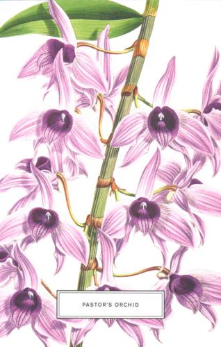 Orchids. Hand drawn botanical illustration with sample text on white background.
