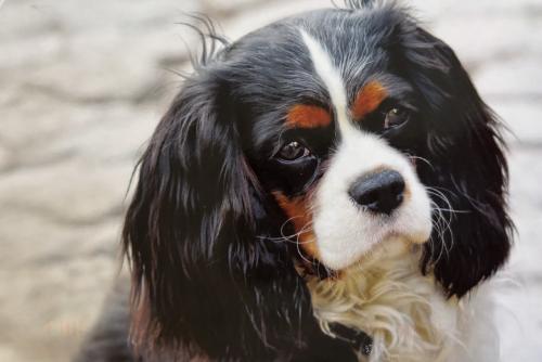 Cavalier King Charles Spaniel portrait close-up. Beautiful pet.