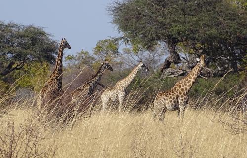 Giraffe in the Okavango Delta - Moremi National Park in Botswana