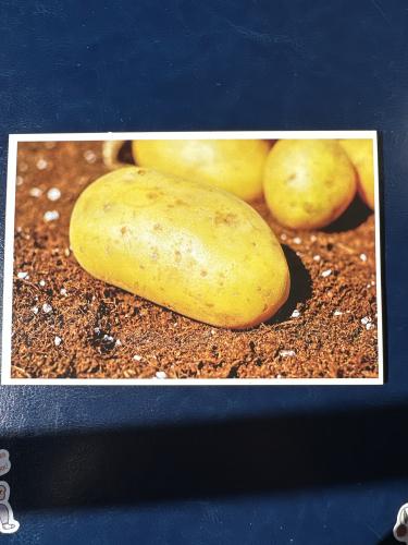 Potatoes on a blue background with a picture of potatoes in a pot