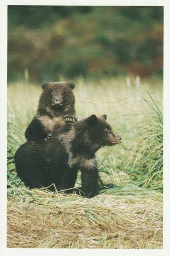 A postcard printed in Russia shows bear cubs, circa 1960s.