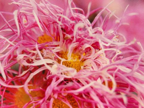 Pink chrysanthemum flower close up, macro photography.