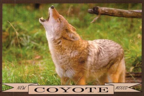 Coyote - Wild Animal of the Prey of the World