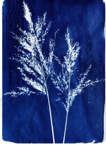 Illustration of a reed on a textured blue background.