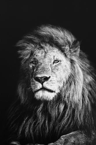 Portrait of a lion on a black background. Black and white.