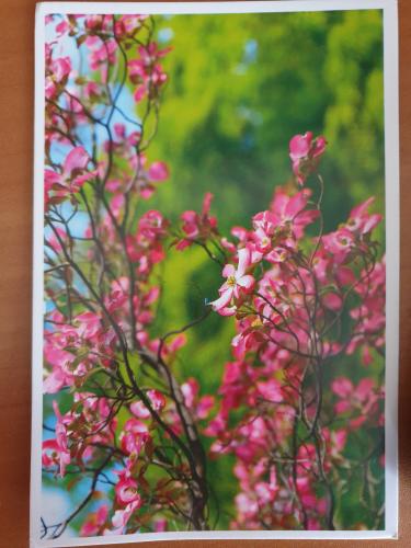 Blooming dogwood tree with pink flowers on a green background.