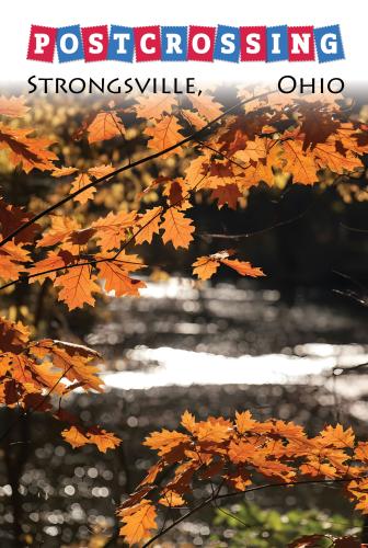 Photo of autumn leaves on a background of the river in the forest