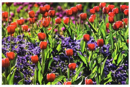 Tulips in the spring garden. Colorful tulips.