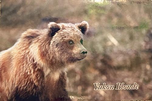 Wild brown bear in the forest. Wildlife scene from nature. Wildlife scene from wild nature.