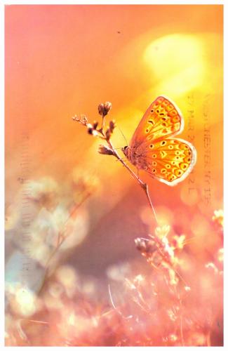 Butterfly on a flower in a meadow. Photo in old color image style