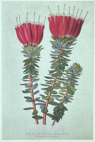 Victorian engraving of a pair of red protea flowers
