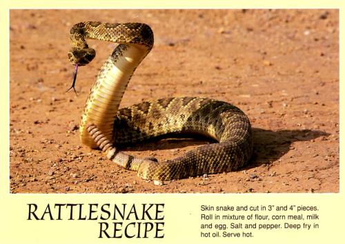Reticulated Rattlesnake (Reticulated rat snake)