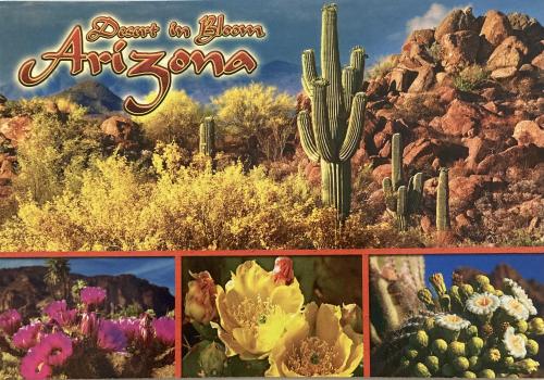 A collage of photos of cactuses and succulents