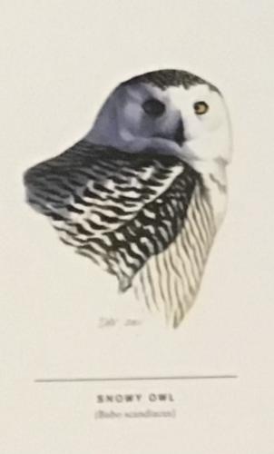 Postcard from the Czech Republic. Owl on a white background.