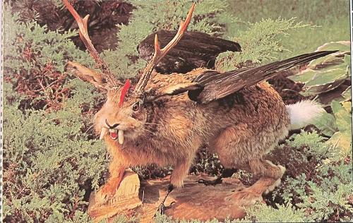 Wild hare with big antlers in the forest. Photo in old image style.