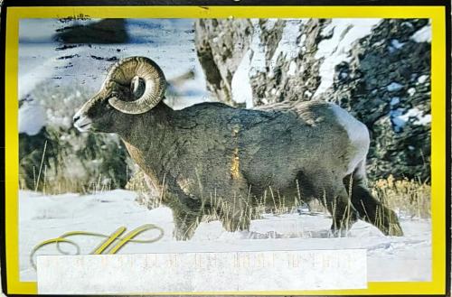 A stamp printed in the USA shows Bighorn Sheep (Ovis canadensis)