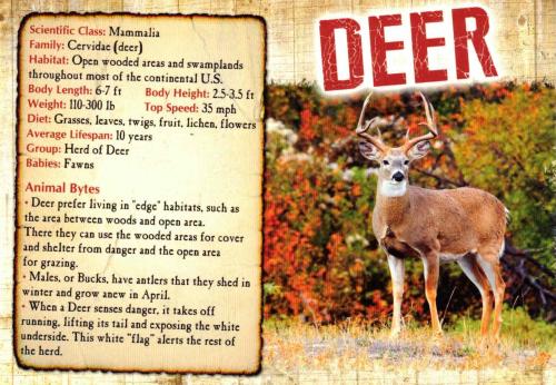 Old postcard with an image of a whitetail deer.