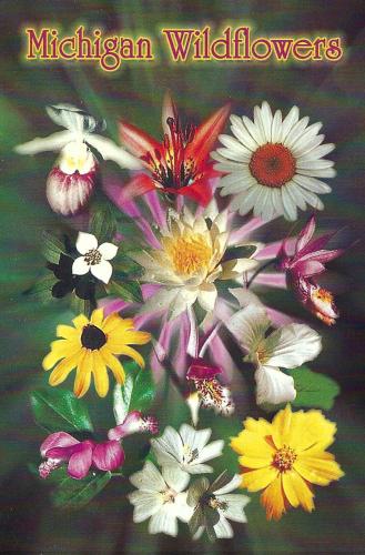 Hand drawn illustration of colorful flowers on the background of the text.