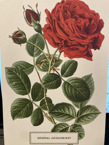 Red rose with green leaves on a white background. Greeting card.