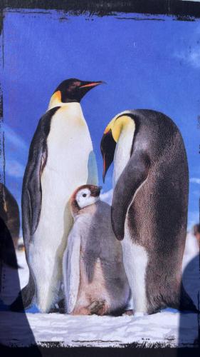 Penguins and a baby chick on the ice in a zoo