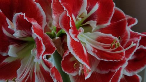Beautiful red and white Amaryllis flowers close-up