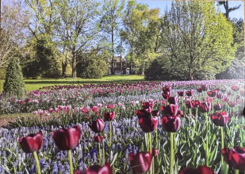 Tulips and hyacinths in Keukenhof park in Netherlands