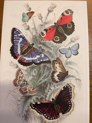 butterfly painting on white sheet of paper. High quality photo
