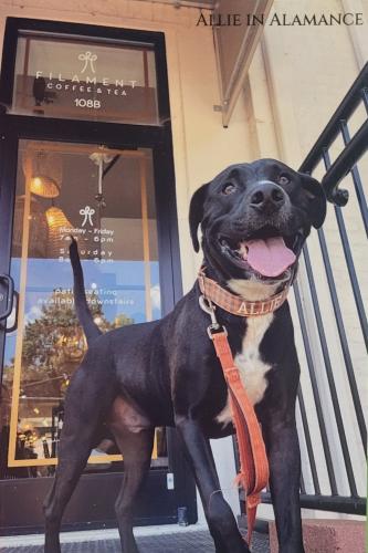 Black Labrador Retriever dog in front of a shop window.