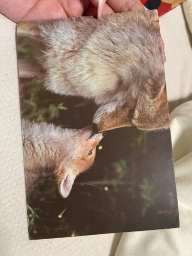 Close up of a fox looking at a photo of a fox.