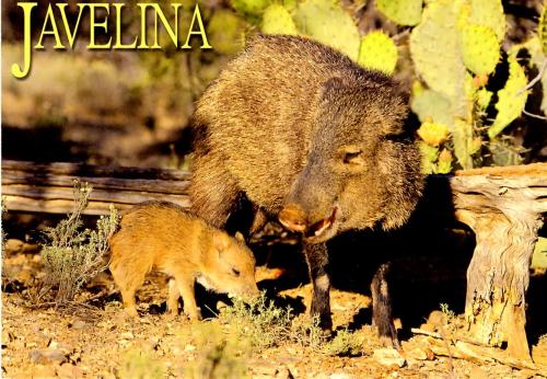 Wyoming wild boar and cubs in the Arizona desert