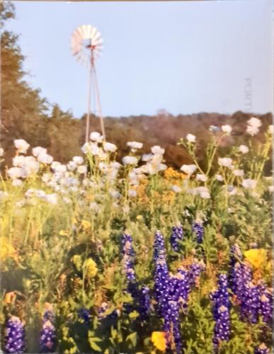 Blurred background with wildflowers and windmill in the background