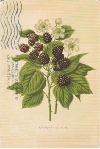 USSR - CIRCA 1987: Postcard printed in the USSR shows blackberries, circa 1987