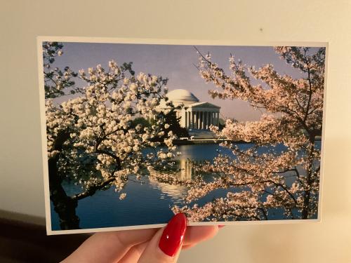 A photo of the Jefferson Memorial in Washington DC with cherry blossoms