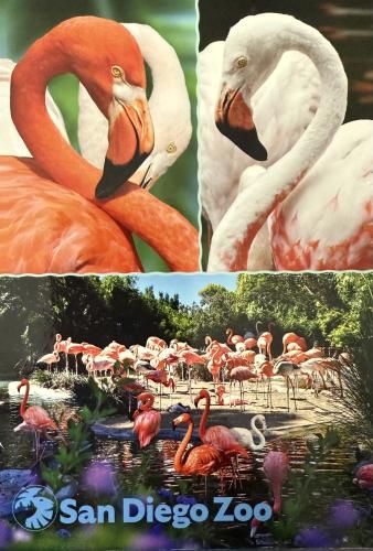 Flamingo in the park. Collage with flamingos.