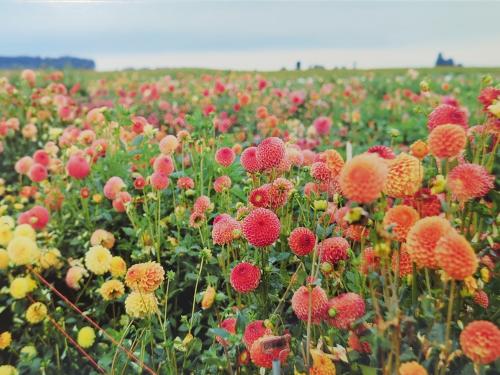 Dahlia flowers in the field. Blooming dahlia flowers.