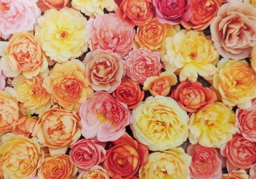 Colorful roses in a pastel tone. Backgrounds and textures