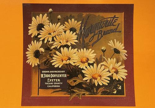 Bouquet of daisies on an orange background. Vintage postcard.