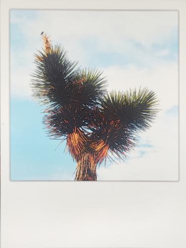 Palm tree against blue sky with white clouds. Photo frame.