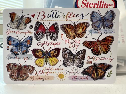 Butterflies in a box for sale on a market stall.