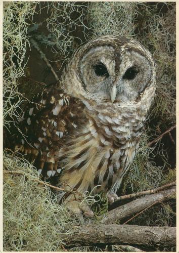 Tawny Owl (Strix nebulosa) on branch