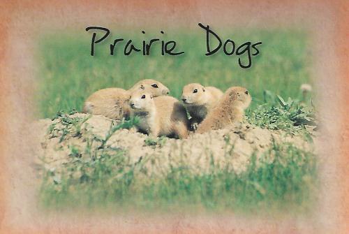Prairie dogs in the meadow. Grunge background