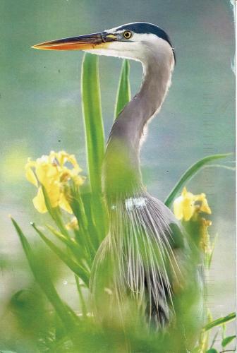Great Blue Heron (Ardea herodias) in the wild
