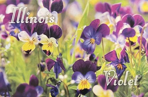 Spring Flowers Nature Seasonal Greeting Card Copy Space Word Concept