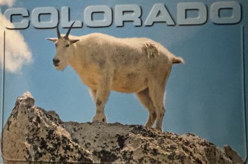 Mountain Goat, Rocky Mountain National Park, Colorado, United States