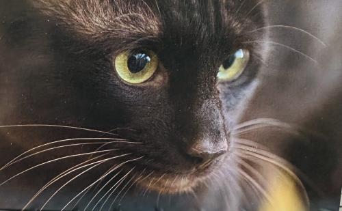 Portrait of a black cat with yellow eyes close-up.
