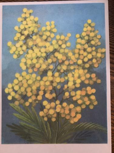 Acacia dealbata. Mimosa flowers on a wooden background.